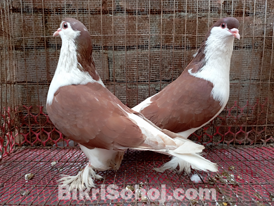 সিরাজী কবুতর